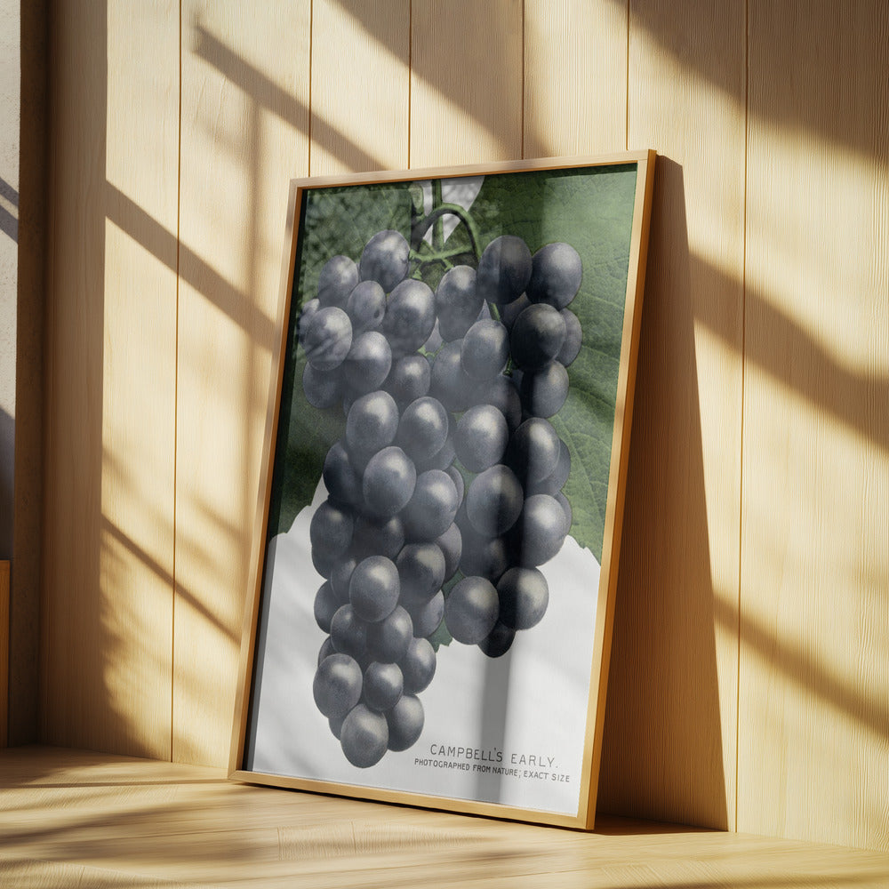 Campbell's Early Grape Lithograph | Poster