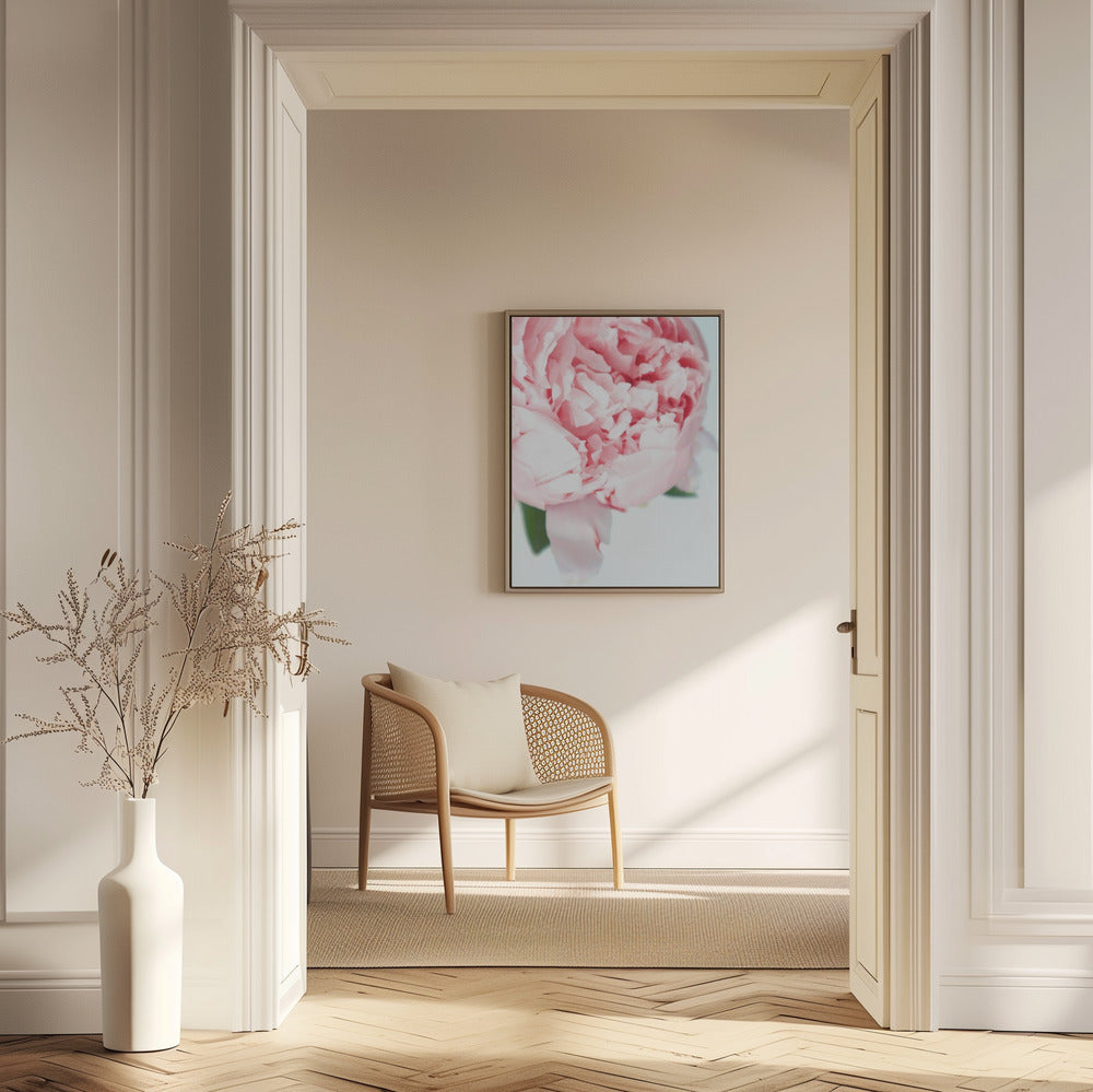 Blush peony VII | Poster