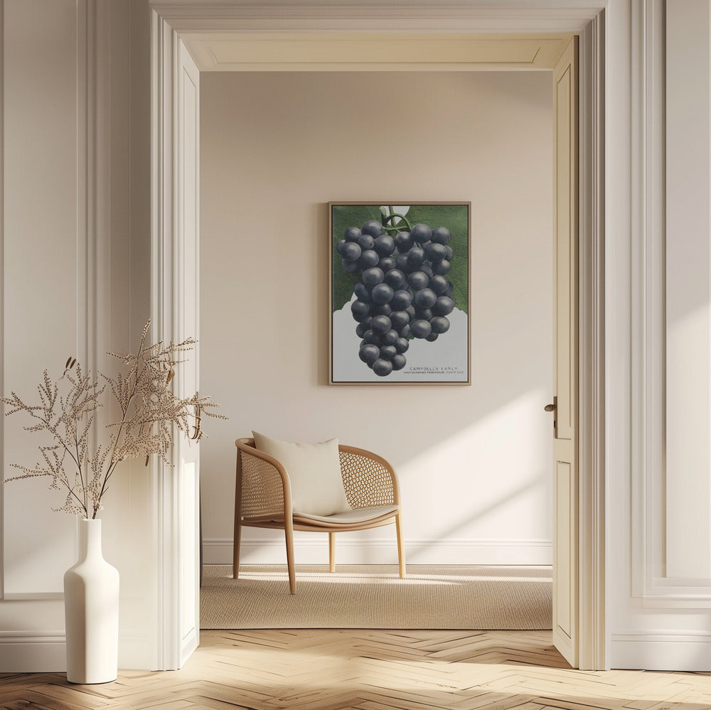 Campbell's Early Grape Lithograph | Poster
