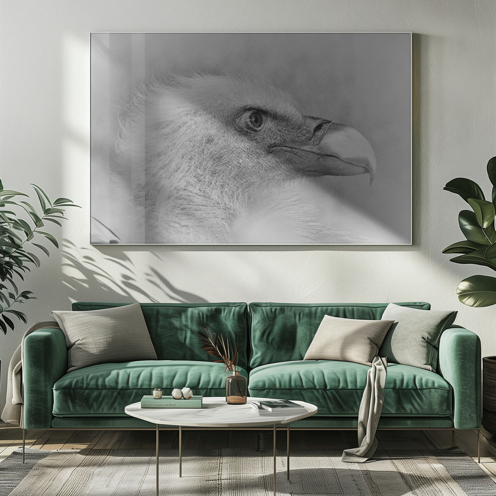Vithövdad örn | Canvas