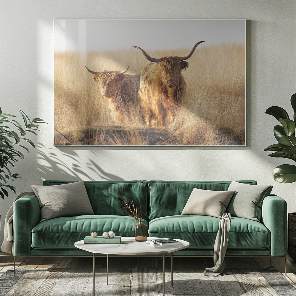 Jeunes et vieux Highlanders | Tableaux sur Toile