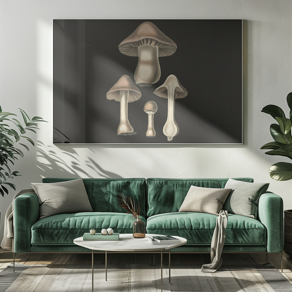 Agaricus bulbosus tumma tausta | Canvastaulut