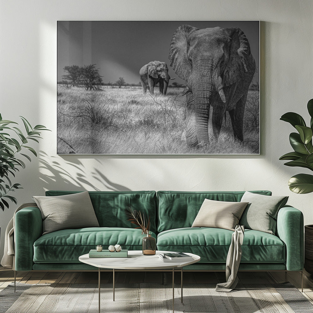 Elefantfält | Canvas