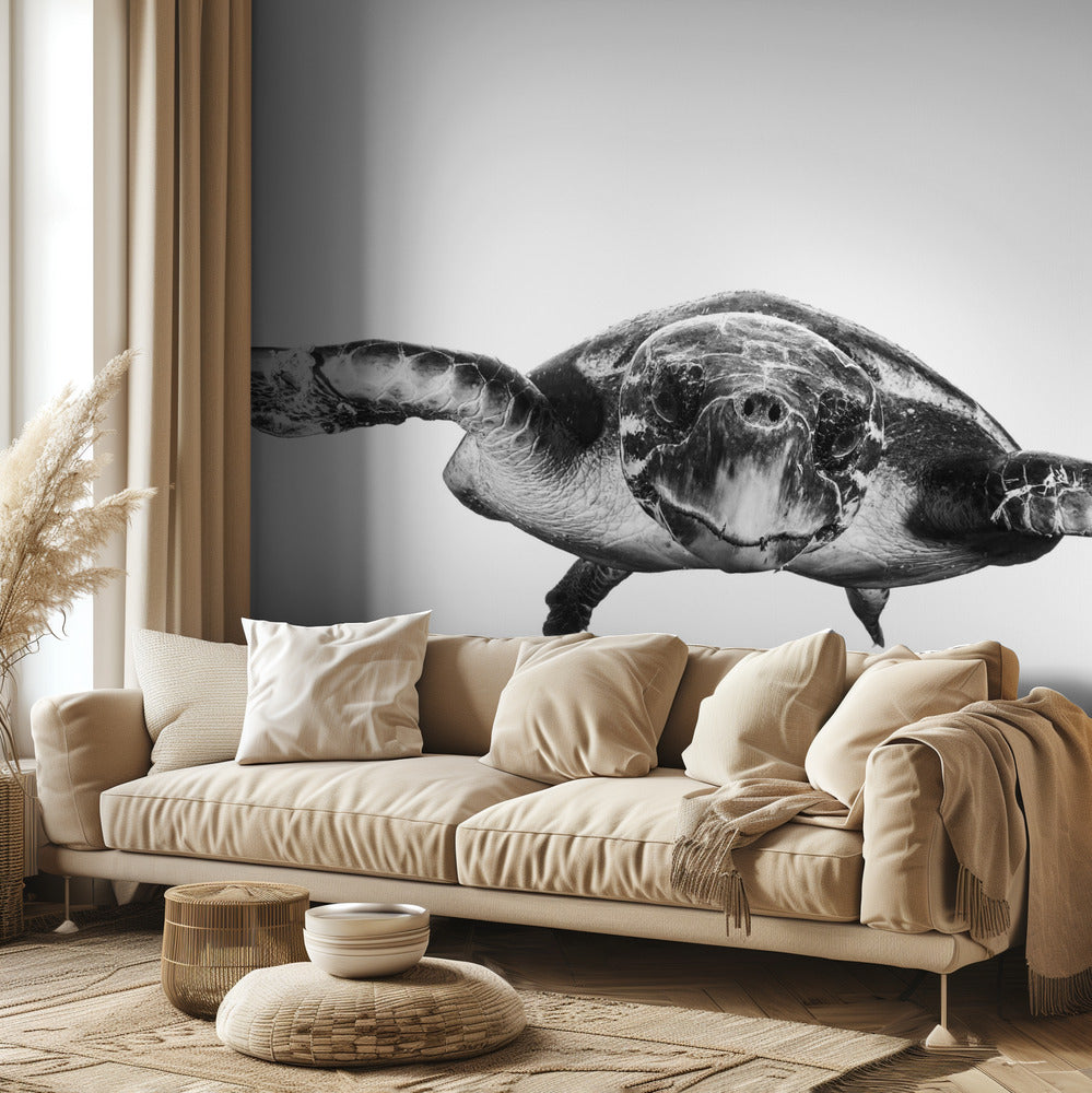 Weiß und Schildkröte | Fototapeten