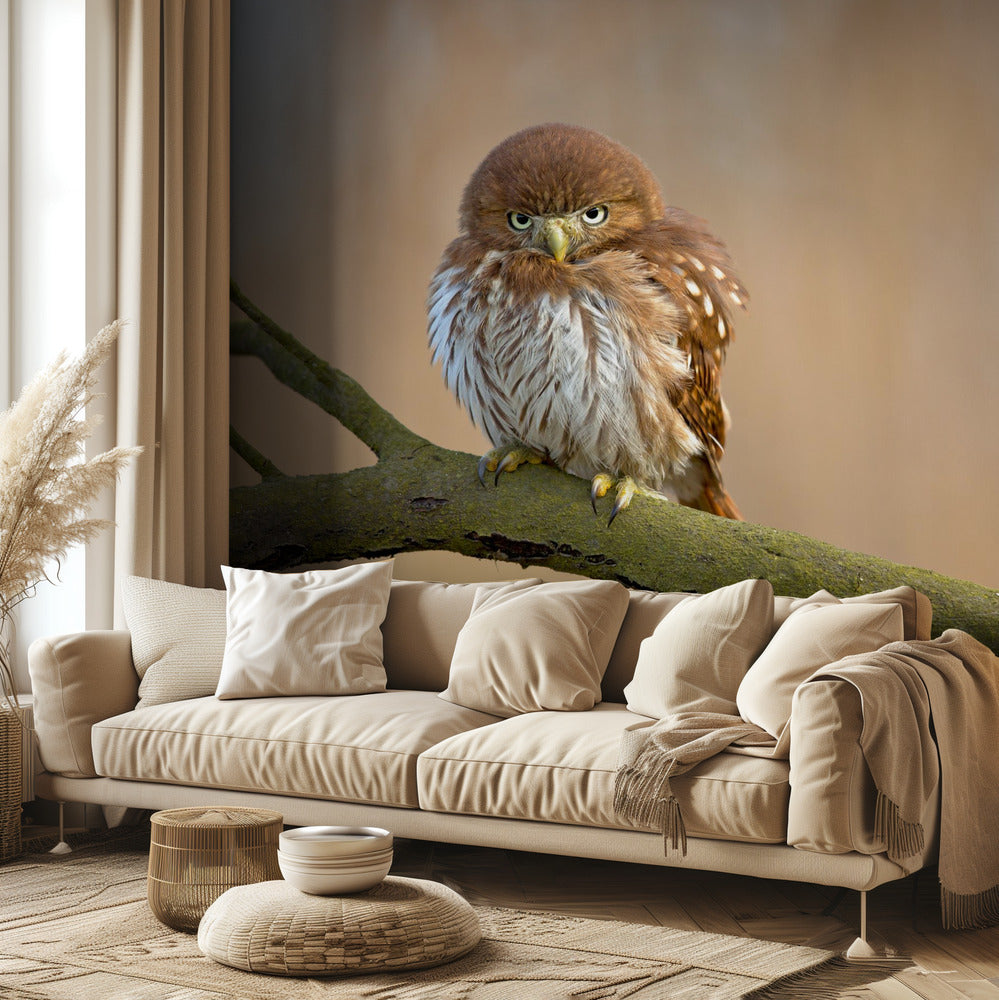 Ferruginous pygmy owl | Wallpaper