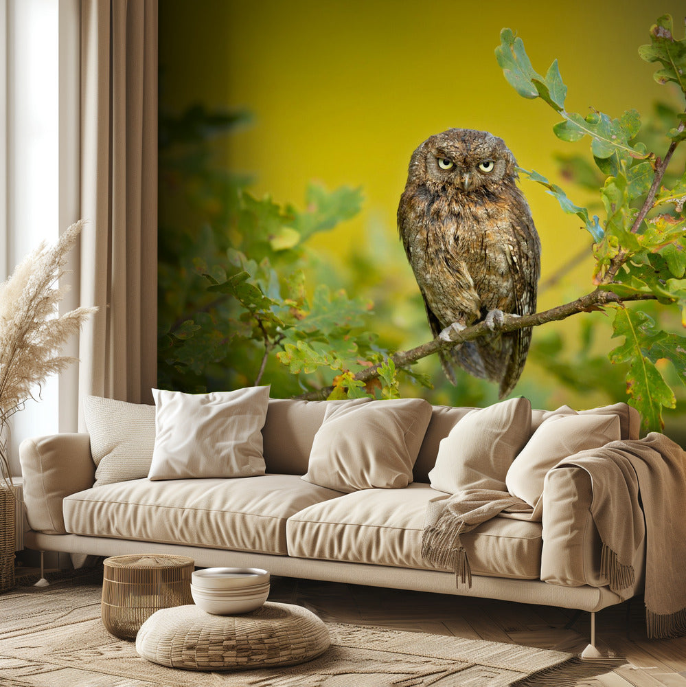 Eurasian Scops Owl | Wallpaper