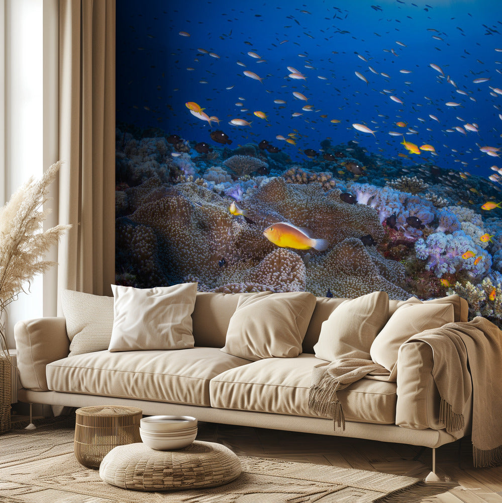 Anémon y Anthias | Papel Pintado Fotográfico