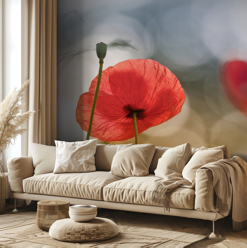 Coquelicots du matin | Papier Peint Photo