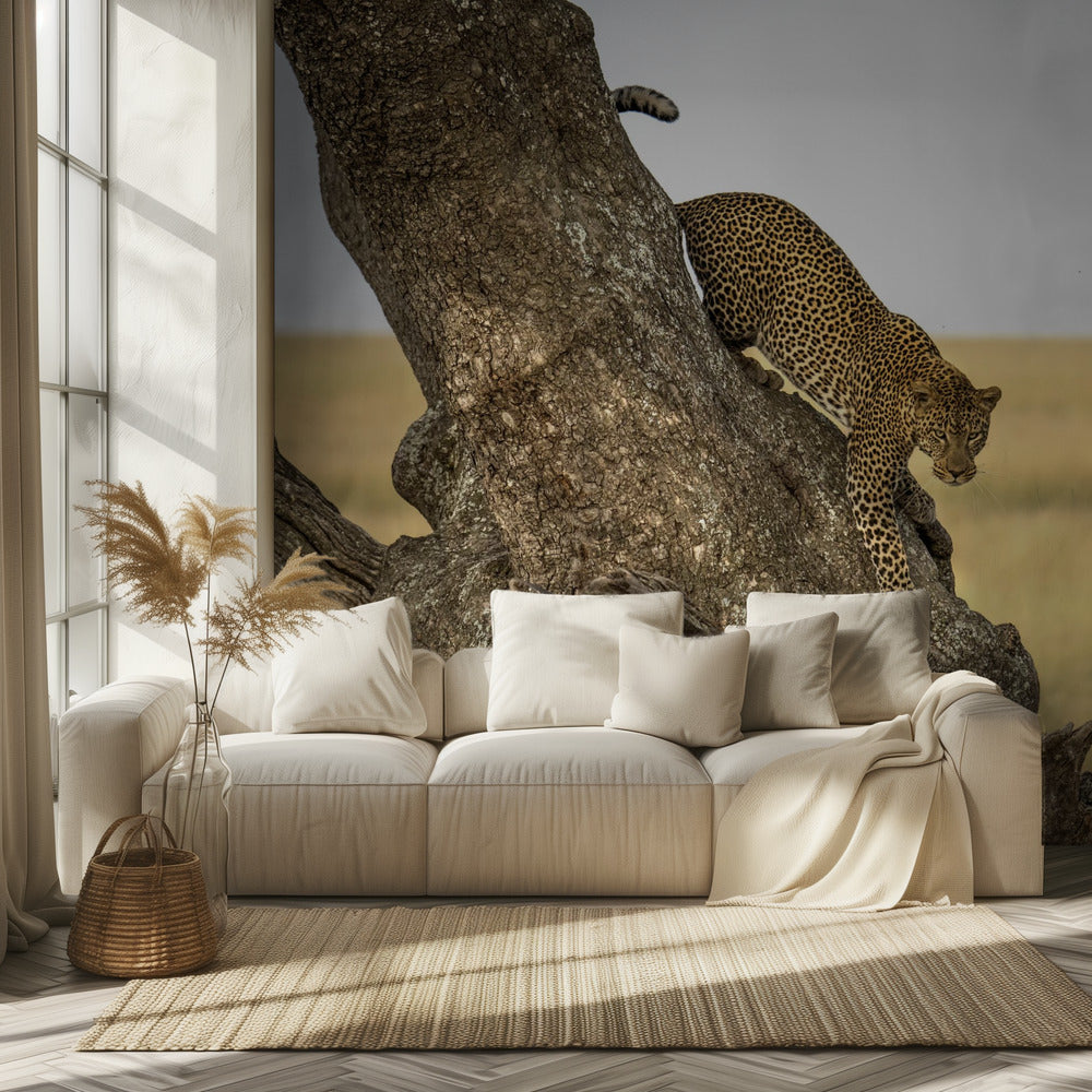 Leopard – Serengeti, Tansania | Fototapeten
