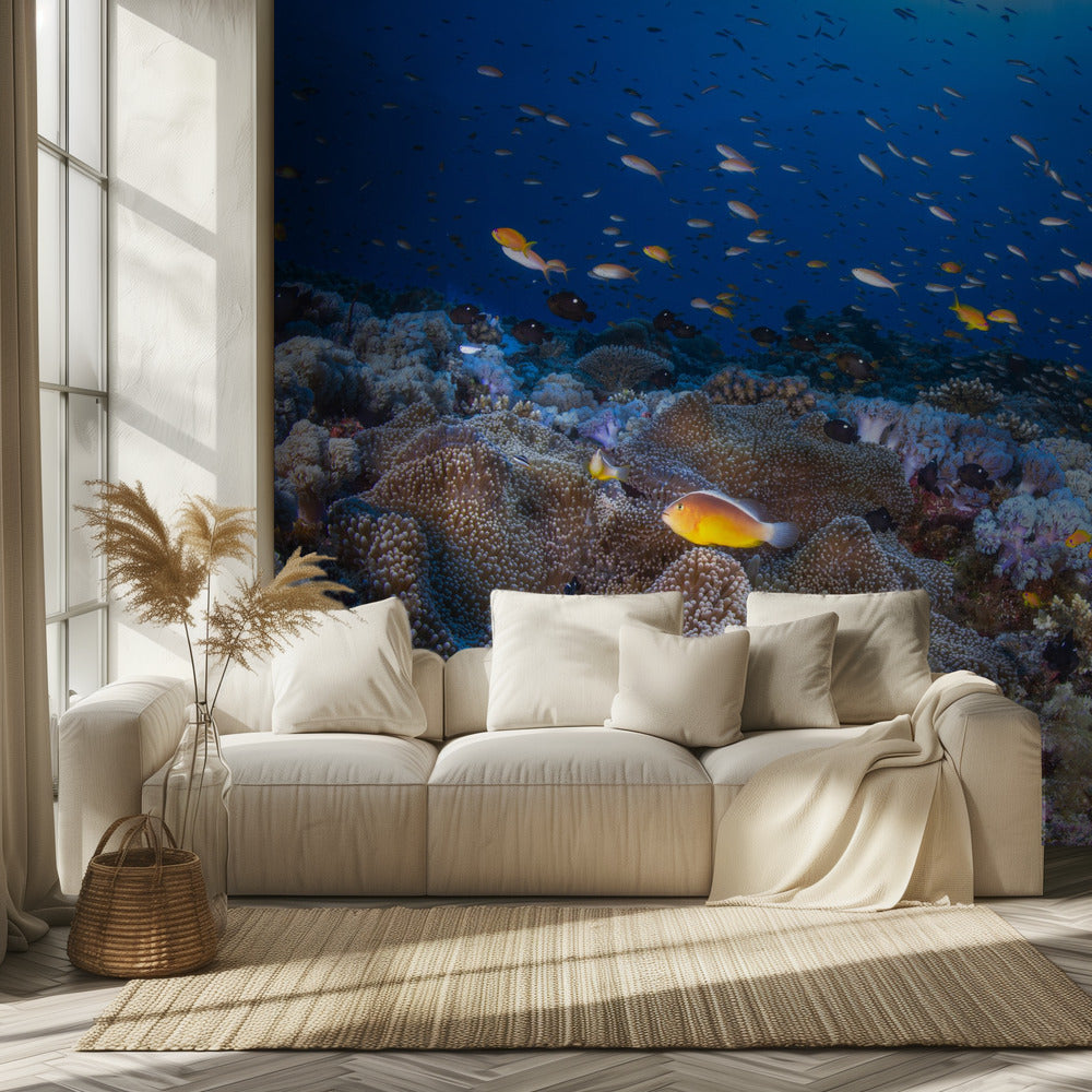 Anémon y Anthias | Papel Pintado Fotográfico