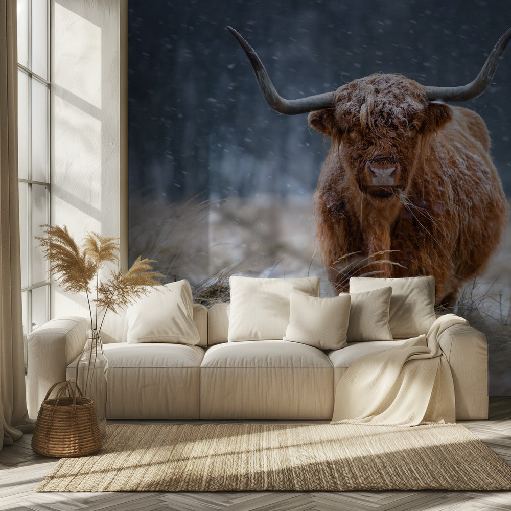 Vaca nevada de las Tierras Altas | Papel Pintado Fotográfico