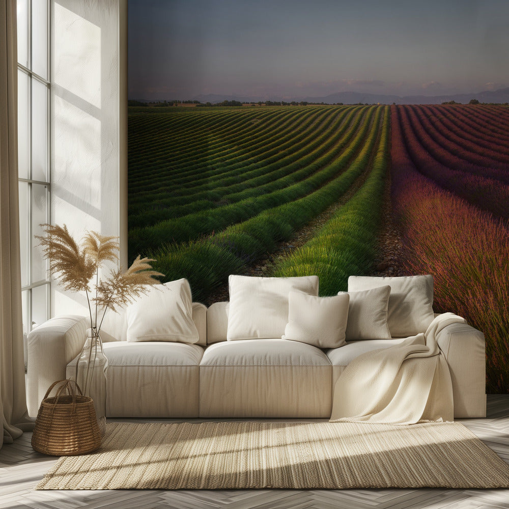 Campo di lavanda | Carta da Parati Fotografica