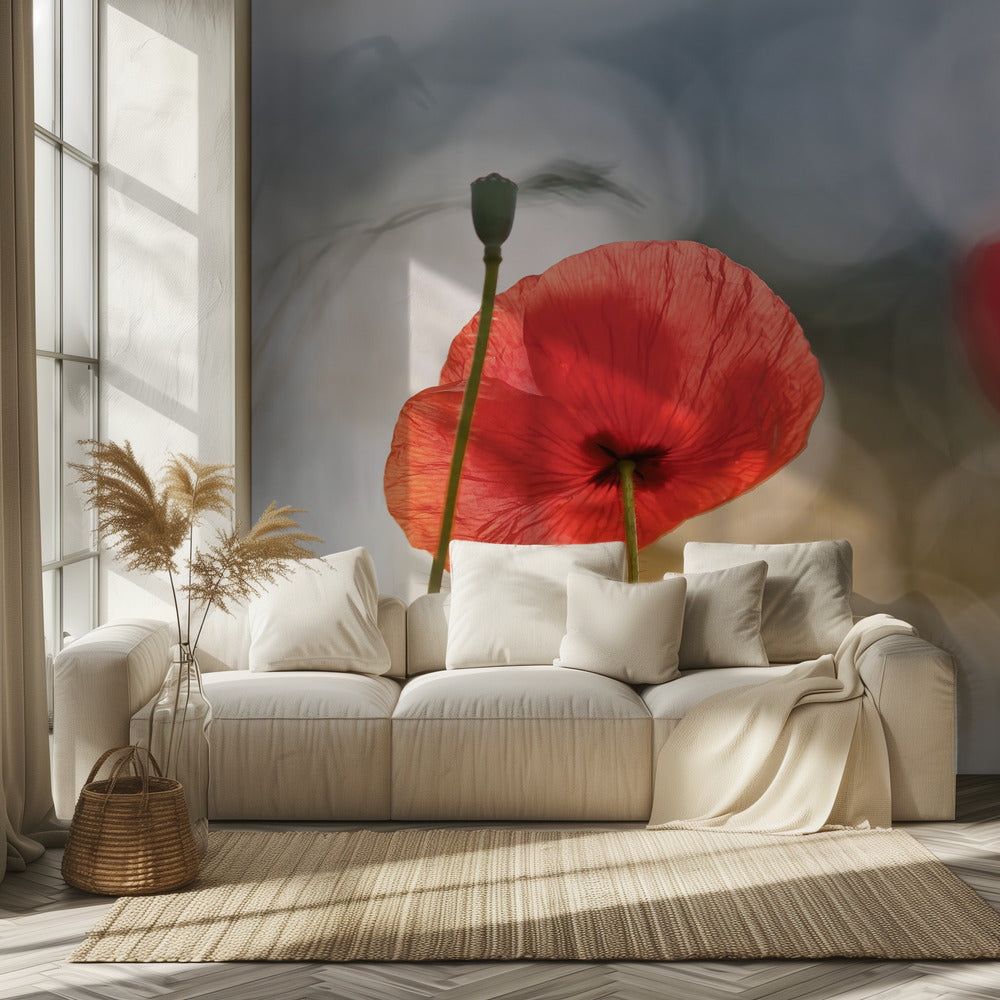 Coquelicots du matin | Papier Peint Photo