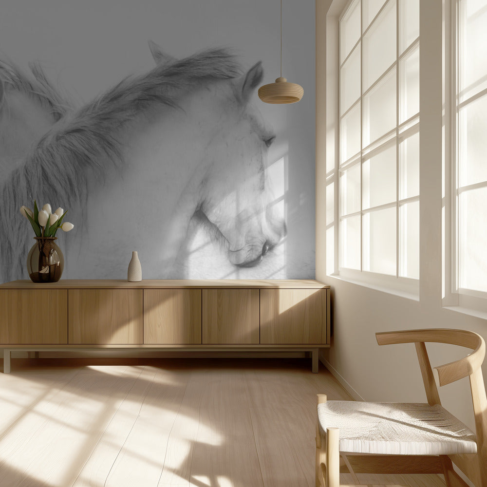 Chevaux | Papier Peint Photo