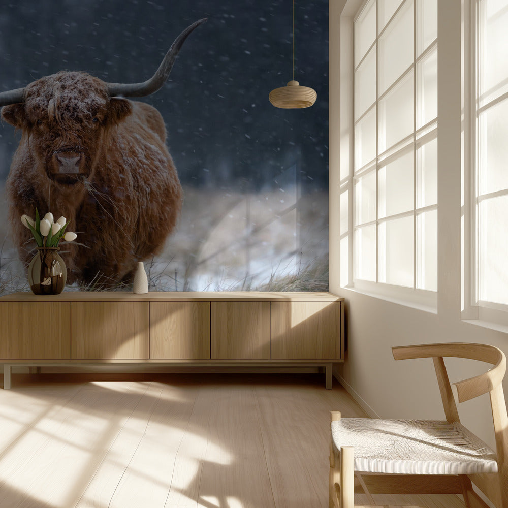 Vaca nevada de las Tierras Altas | Papel Pintado Fotográfico