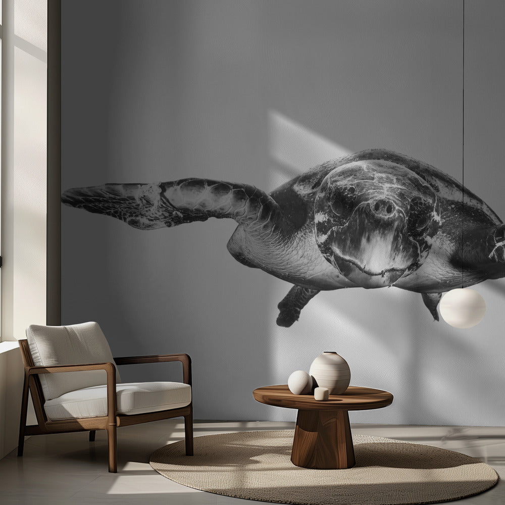Weiß und Schildkröte | Fototapeten