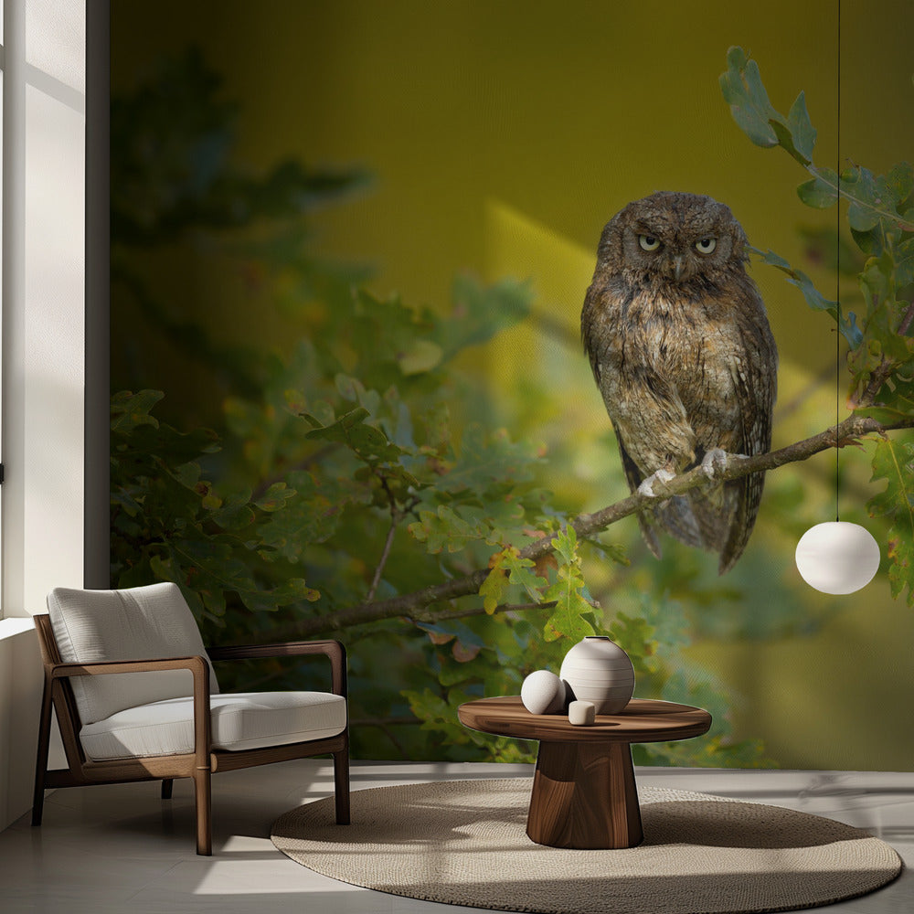 Eurasian Scops Owl | Wallpaper