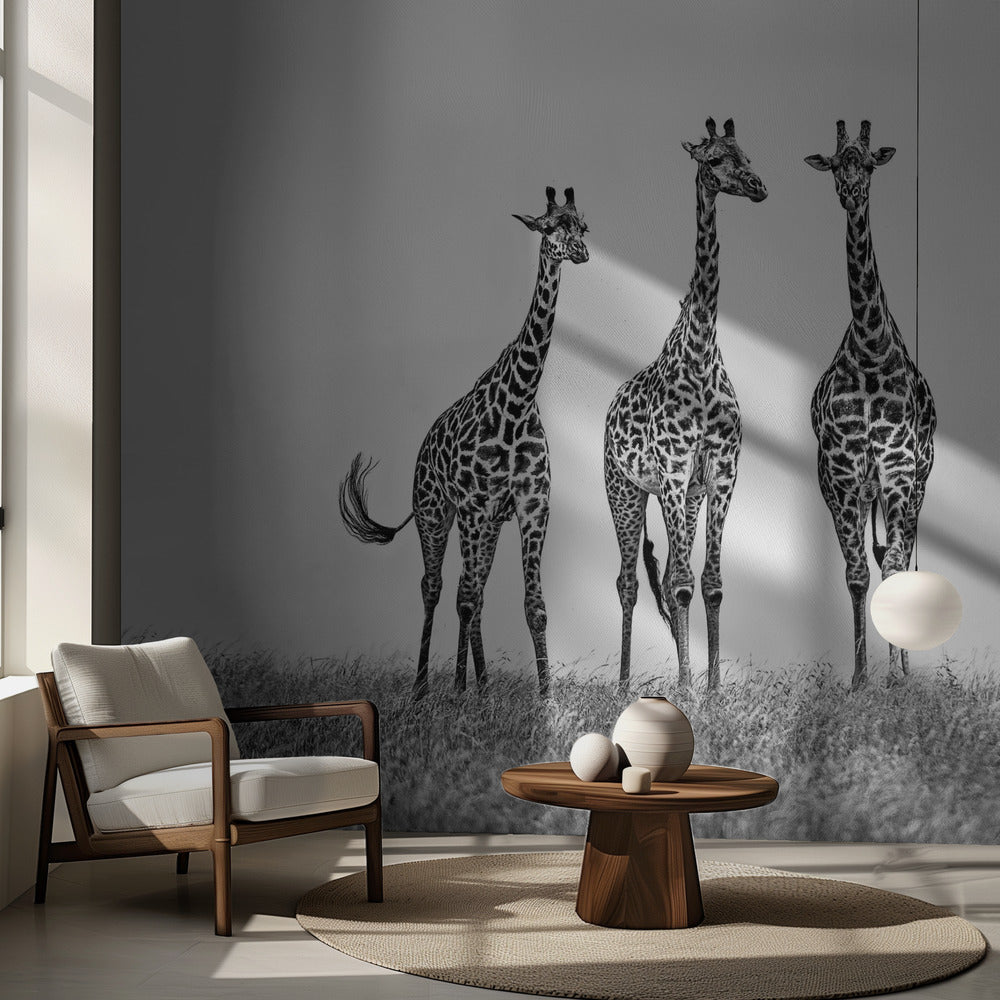 Giraffes in the Mara plains | Wallpaper
