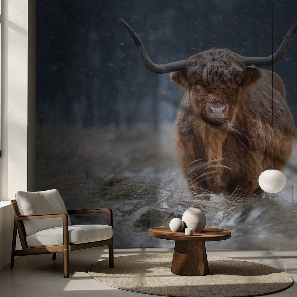Vaca nevada de las Tierras Altas | Papel Pintado Fotográfico
