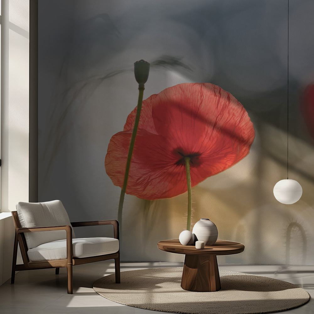 Coquelicots du matin | Papier Peint Photo