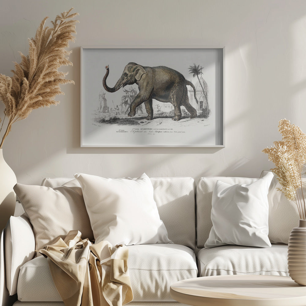 Asiatic Elephant | Poster