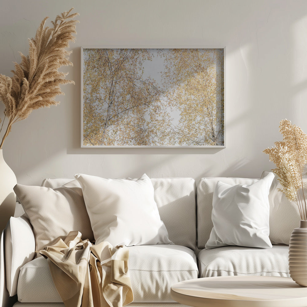Birch Trees | Poster