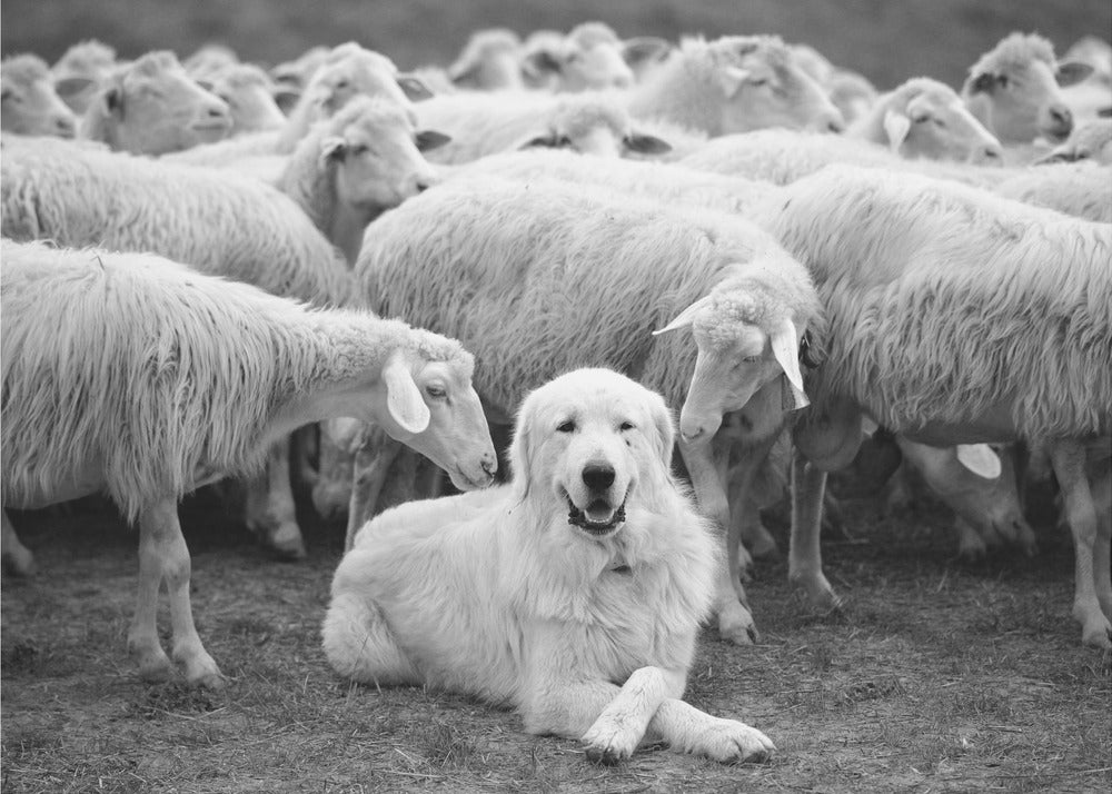 Der Boss | Fototapeten