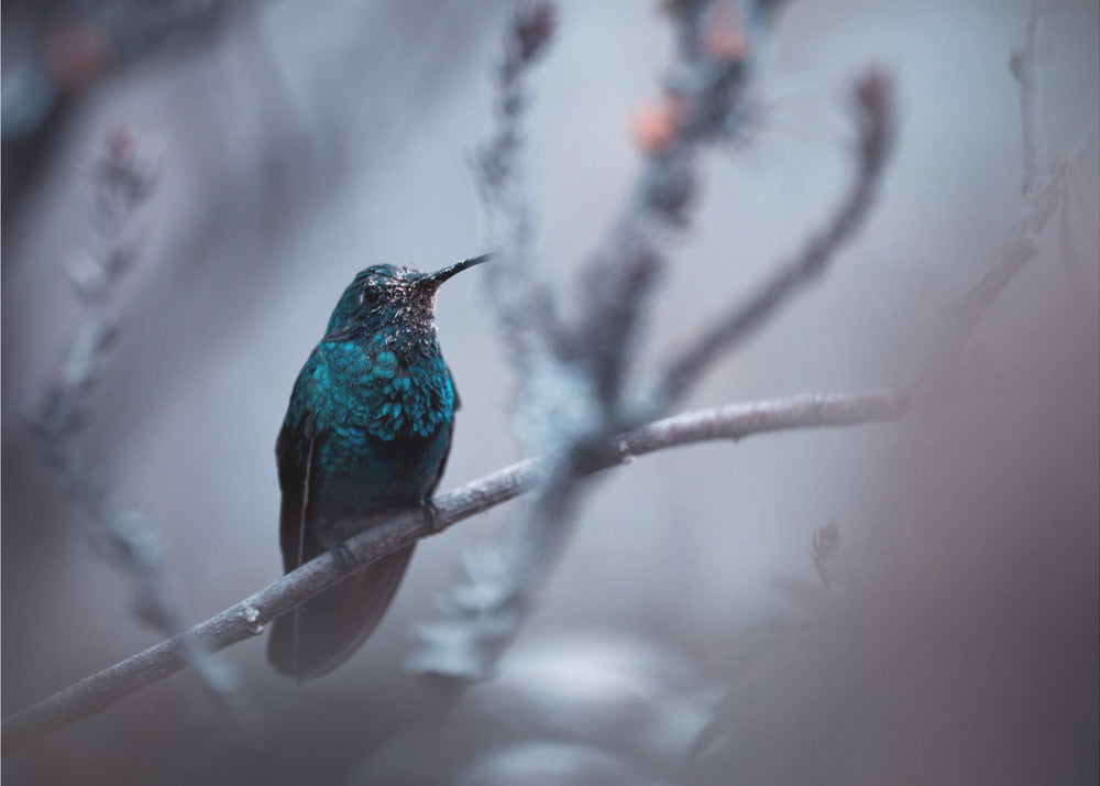 Blu elettrico | Carta da Parati Fotografica