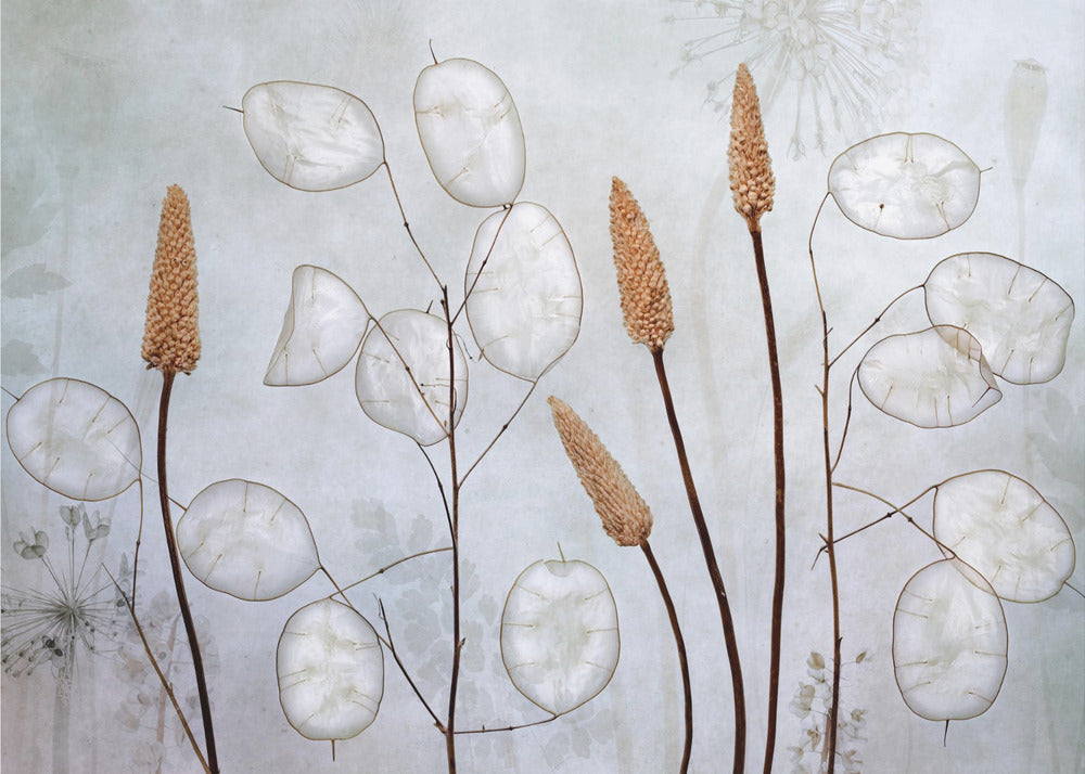 Lunaria | Carta da Parati Fotografica