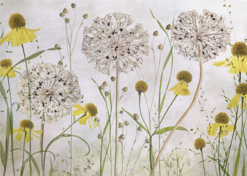 Allium och helenium | Fototapet