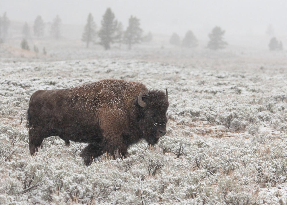 Yellowstone a finales de otoño | Posters - Impresiones de Arte