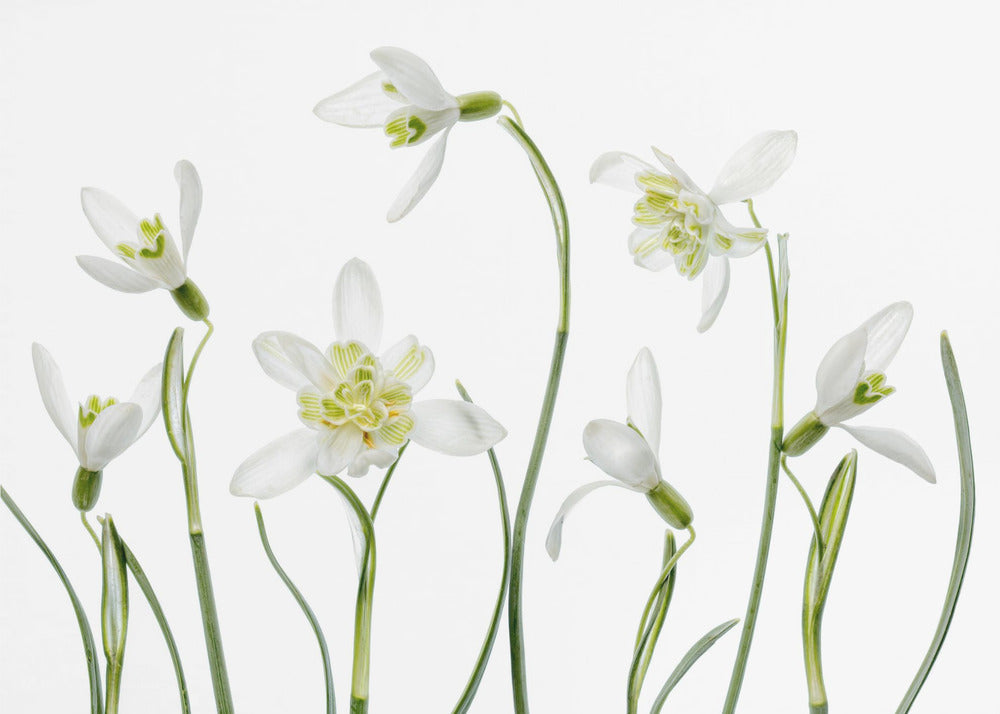 Perce-neige de printemps | Papier Peint Photo
