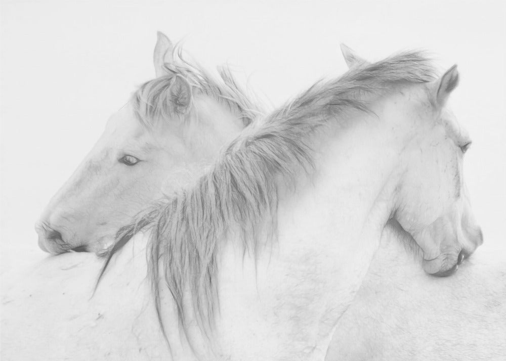 Chevaux | Papier Peint Photo