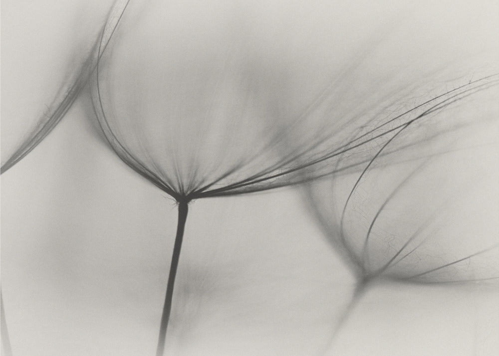 Tragopogon | Fototapeta