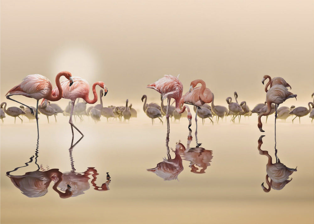 FLAMENCOS | Papel Pintado Fotográfico