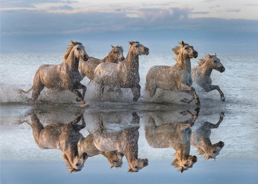 Cavalli e riflessione | Poster - Stampe d’Arte