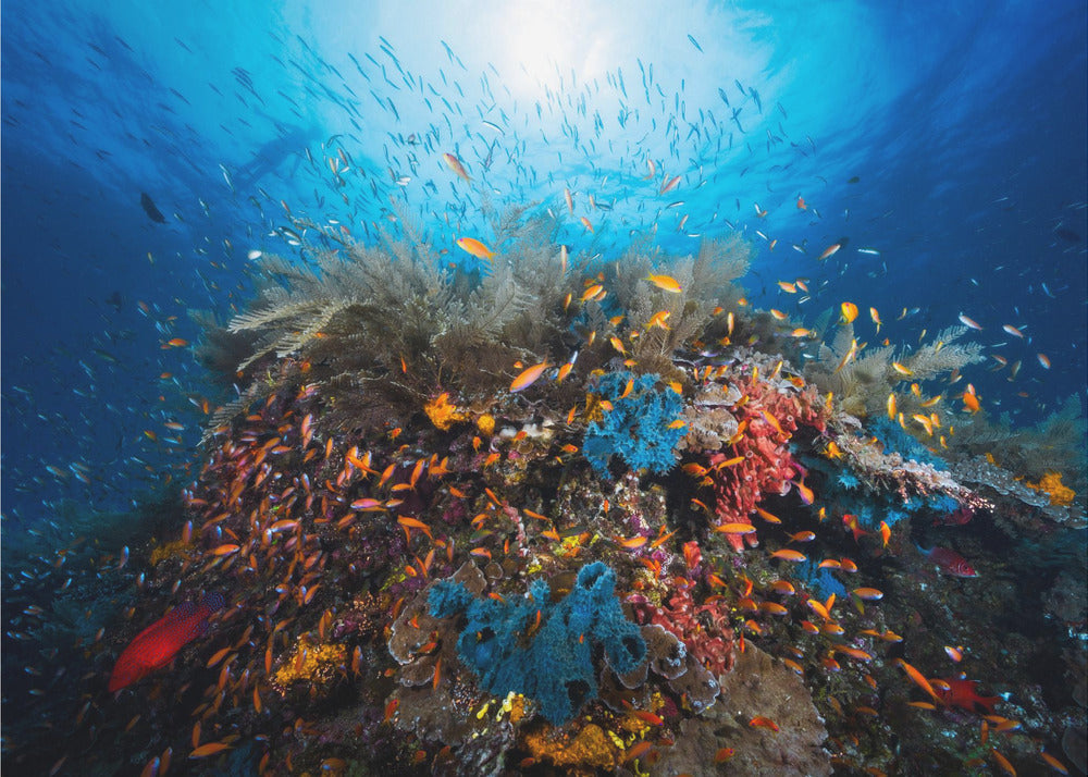 Apnea | Carta da Parati Fotografica