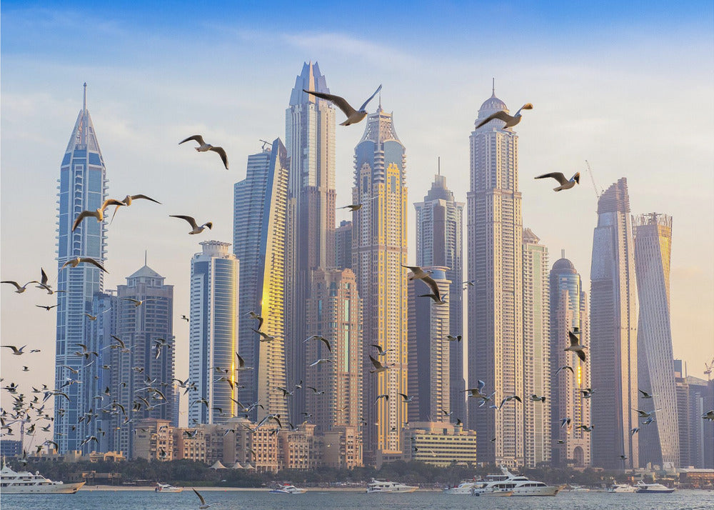 Birds view | Canvas