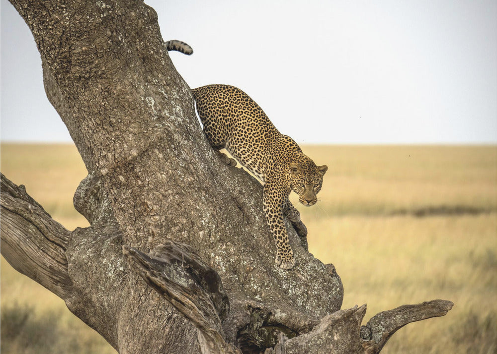 Leopard – Serengeti, Tansania | Fototapeten