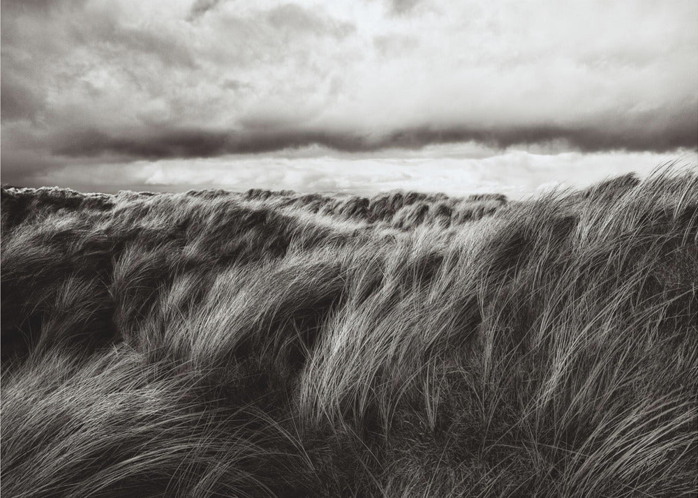 Dunes d'herbe | Papier Peint Photo