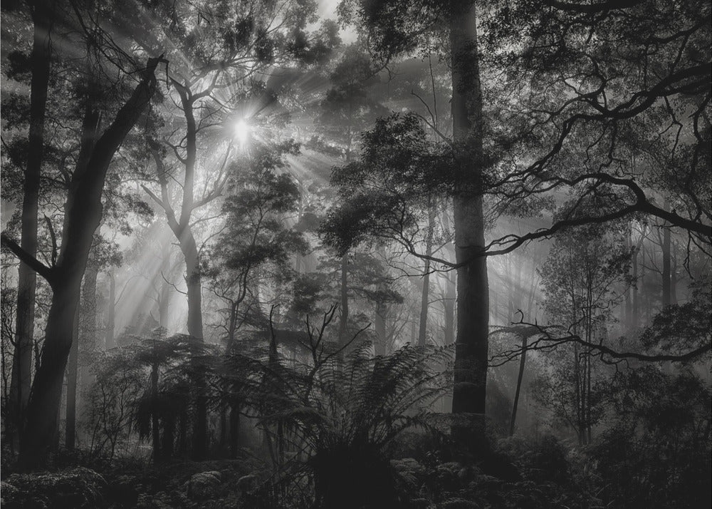Foresta primaria | Carta da Parati Fotografica