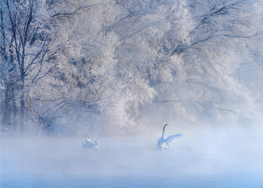 El lago de los cisnes | Papel Pintado Fotográfico