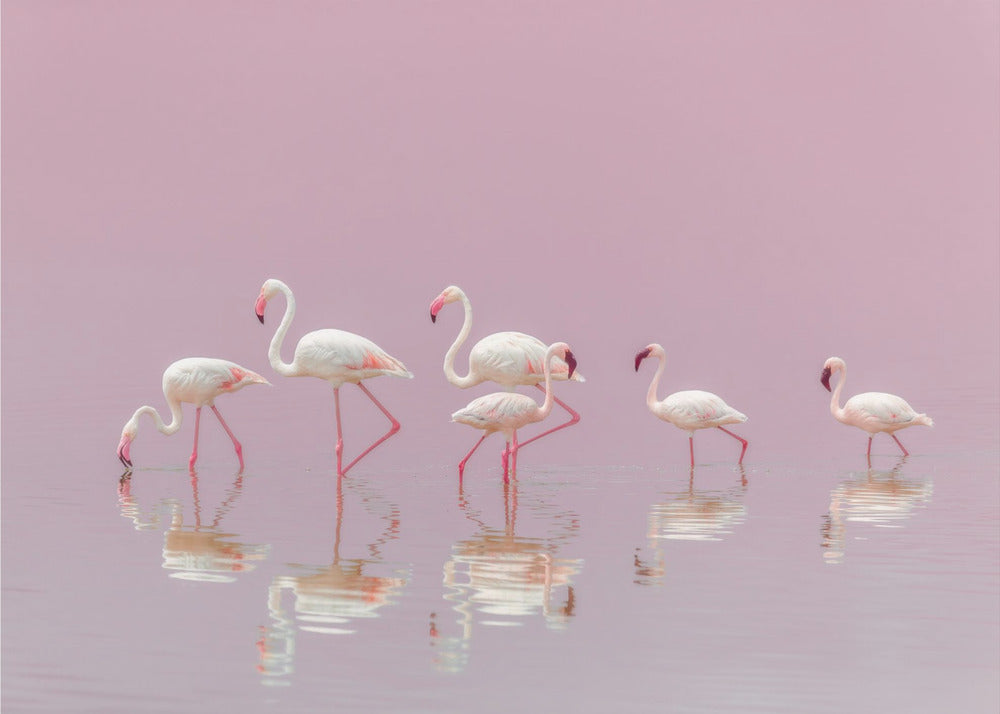 Flamingoer | Fototapet