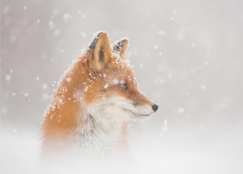 La neve cade… | Carta da Parati Fotografica