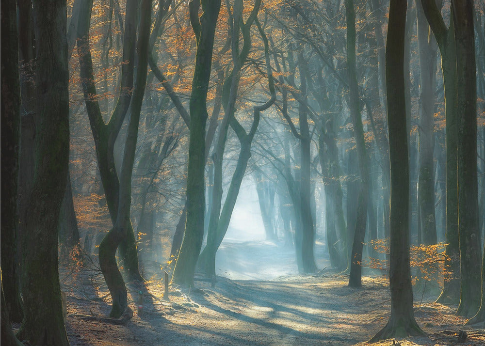 Luce fredda | Carta da Parati Fotografica
