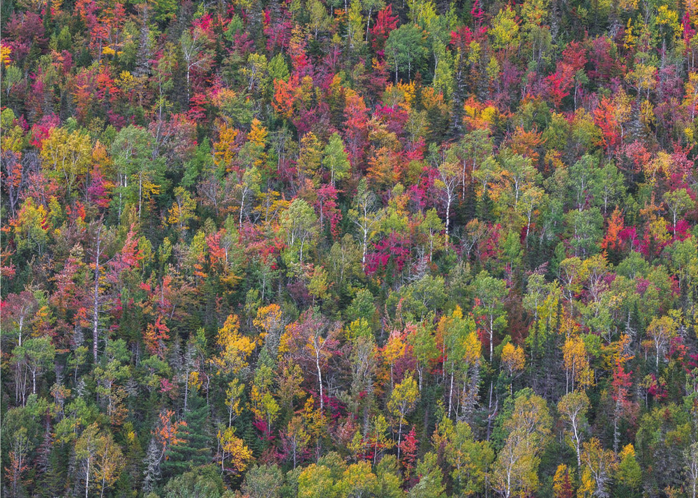 Palette de couleurs | Papier Peint Photo
