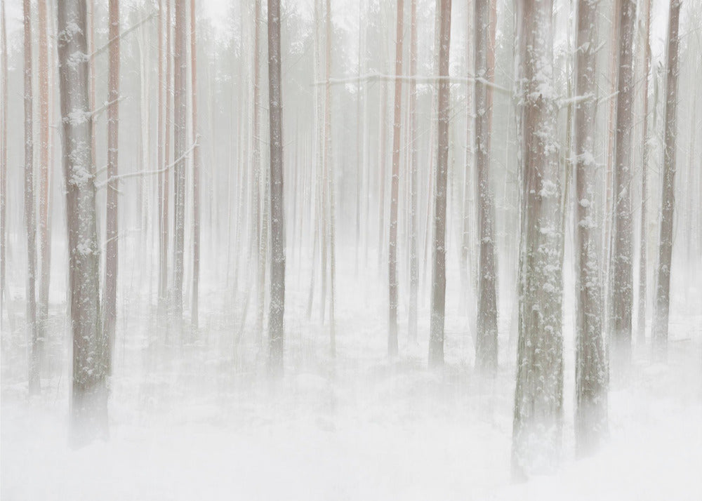 Bosque de invierno en Suecia | Papel Pintado Fotográfico