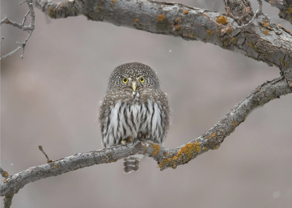 Petit gars dans la neige | Papier Peint Photo