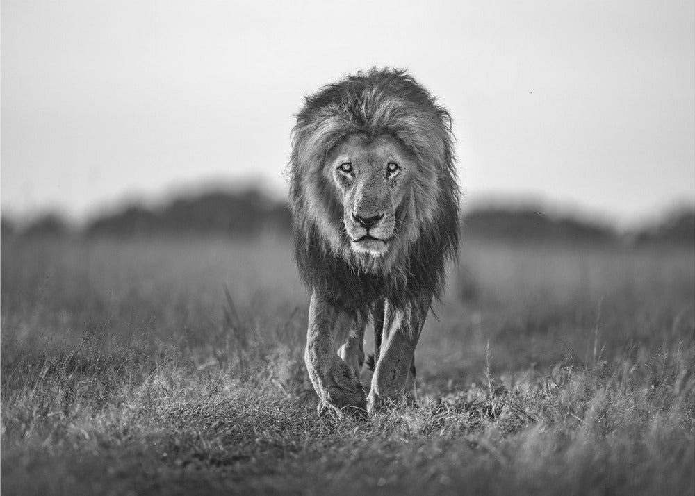Vecchio ragazzo | Carta da Parati Fotografica
