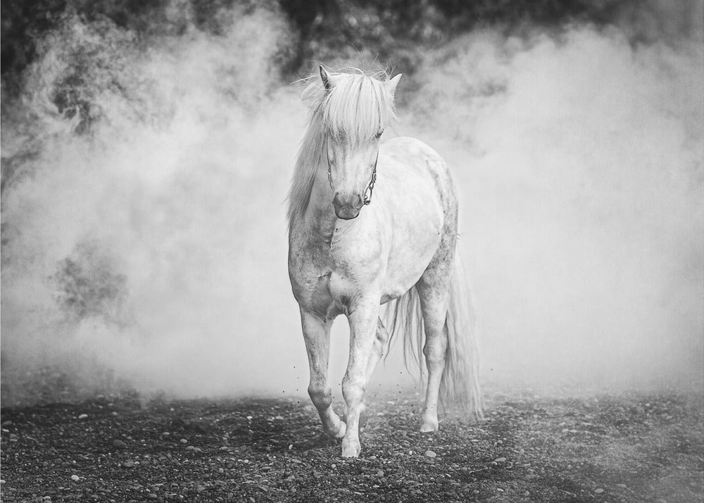 Islandsk pony | Lærredsbilleder